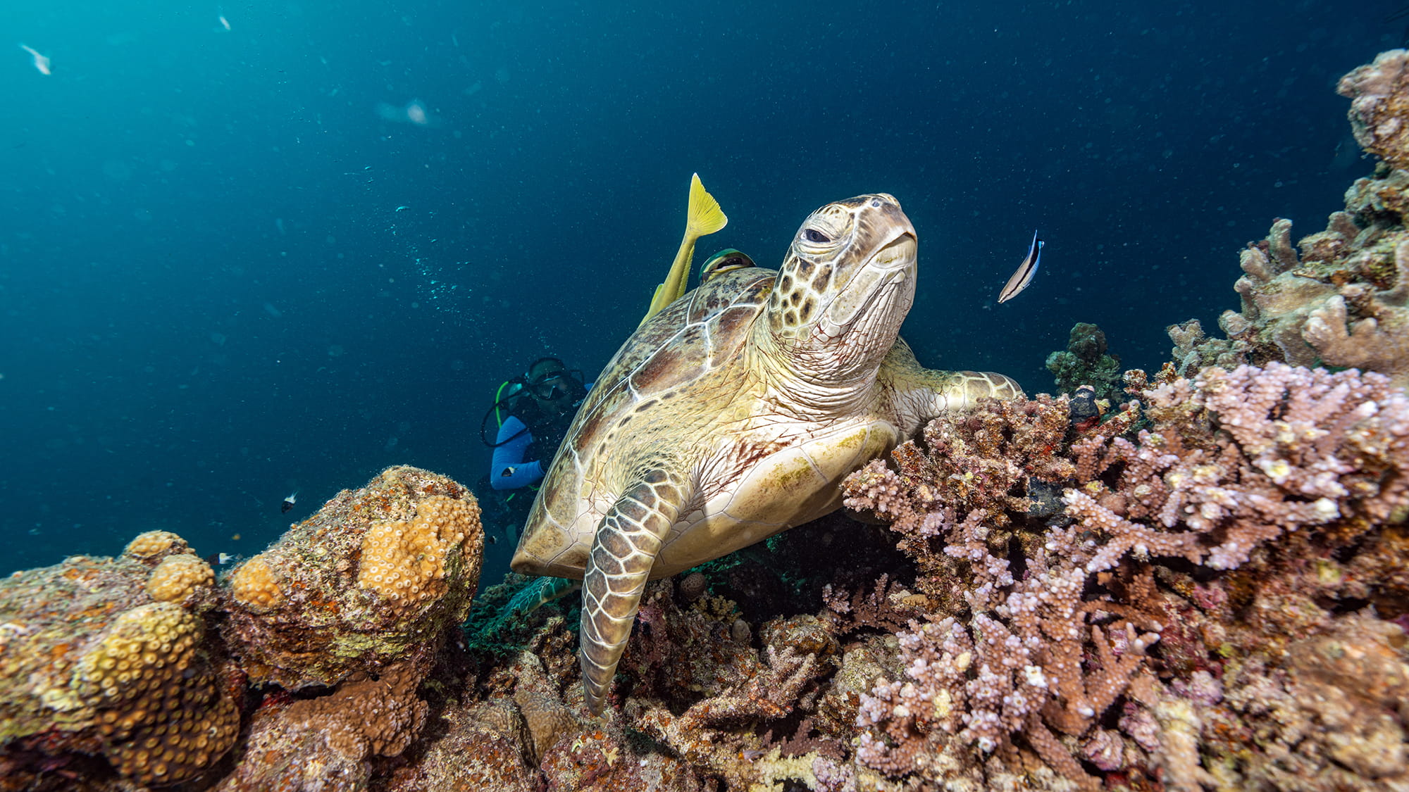 see turtle